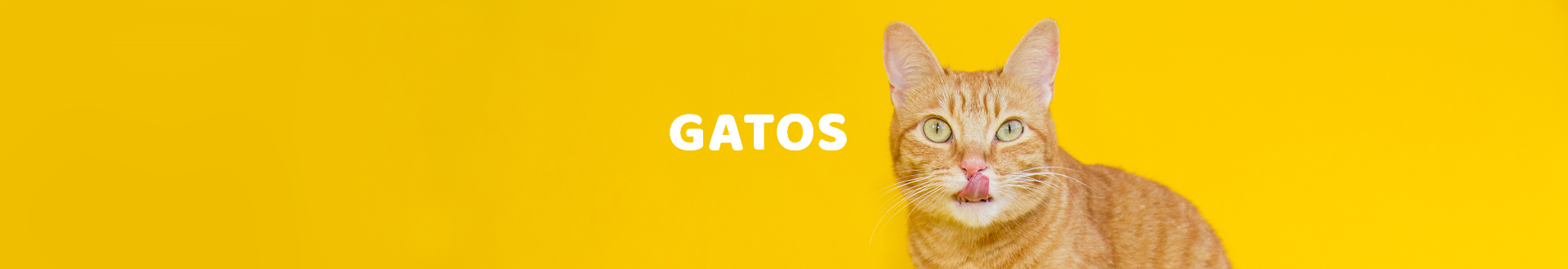 Gatos